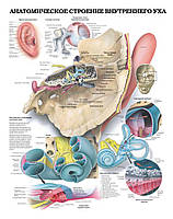 Плакат А3. Анатомическое строение внутреннего уха