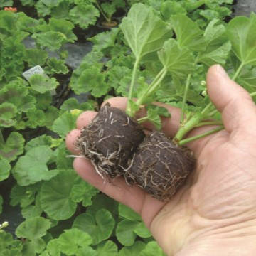 Таблетки кокосові Cocopress 42 мм (упаковка 920 шт.), фото 3