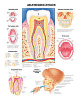 Плакат А3. Анатомия зубов