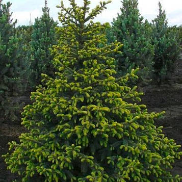 Саджанці Ялини чорної (Picea mariana)