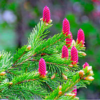 Саженцы Ели красной (Picea rubens)