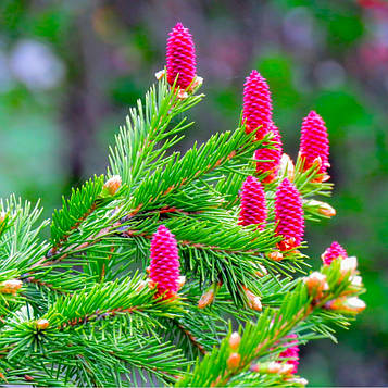 Саджанці Ялини червоної (Picea rubens)