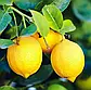 Саджанці Лимон Мейєра (Meyer) - запашний, кисло-солодкий, ремонтантний, фото 2