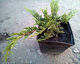 Ялівець Принц Уельсський d до 35 см 2 року, фото 3