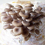 Грибний мішок для вирощування "Українські гливи"