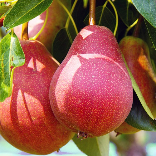 Груша Ред Сенсейшн (осіння), фото 1