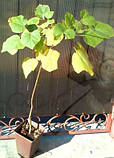 Катальпа бігнонієподібна h до 120 см 46 см, фото 2