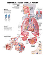 Плакат А3. Дыхательная система и астма