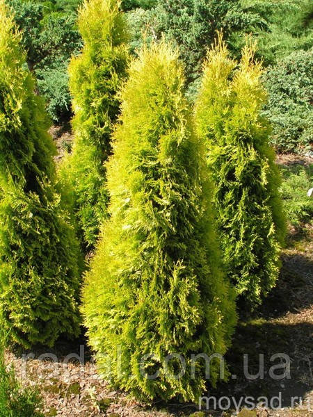Туя західна Бурштин С2 39-43 см ( Thuja occidentalis Jantar), фото 1