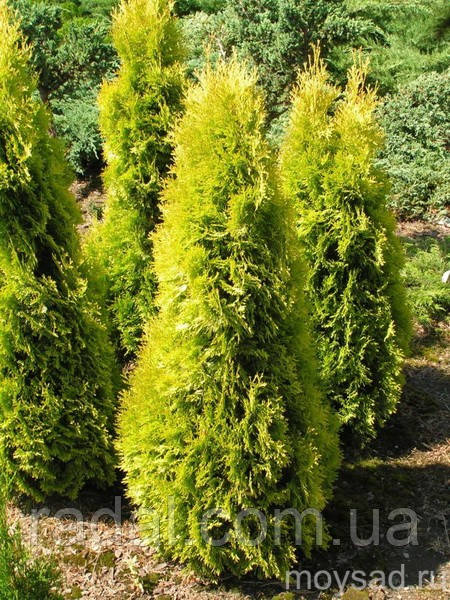 Туя західна Бурштин С2 39-43 см ( Thuja occidentalis Jantar)