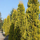 Туя західна Бурштин С2 39-43 см ( Thuja occidentalis Jantar), фото 2