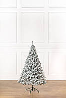 Ялинка лита "Президентська" ЗАСНІЖЕНА 1,80м