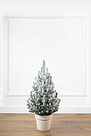 Ялинка лита "Віденська" в горщику ЗАСНІЖЕНА 0,70м