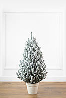 Ялинка лита "Віденська" в горщику ЗАСНІЖЕНА 0,90м