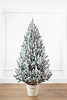 Ялинка лита "Віденська" в горщику ЗАСНІЖЕНА 1,10м