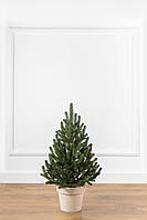 Ялинка лита "Віденська" в горщику зелена 0,70м