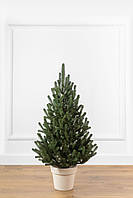 Ялинка лита "Віденська" в горщику зелена 0,90м
