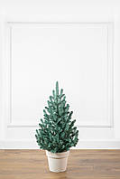 Ялинка лита "Віденська" в горщику блакитна 0,70м