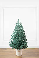 Ялинка лита "Віденська" в горщику блакитна 0,90м