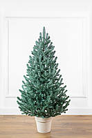 Ялинка лита "Віденська" в горщику блакитна 1,10 м