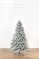 Ялинка лита "Лапландська" ЗАСНІЖЕНА 2,10м