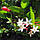 Кариса "великий квітковий" (Carissa) 20-30 см. Кімнатний, фото 5