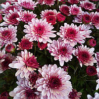 Хризантема мультифлора Podium Pink Bicolor саджанець