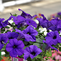 Петунія ампельна Професійне насіння Ізі Вейв F1 Синя 50 драже