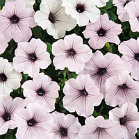 Петунія ампельна Професійне насіння ІЗ ВЕЙВ сільвер 50 драже