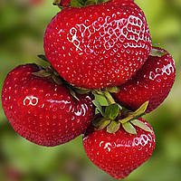 Полуниця Сенсейшн