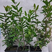 Світт Великолистий (Myrtus communis) до 20 см. Кімнатний