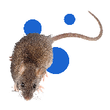 Пастка клейова для мишей і щурів BROS (Польща), фото 3