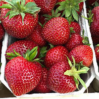 Полуниця Фейт