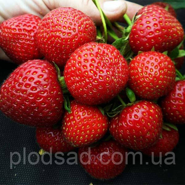 Полуниця Магнус, фото 1