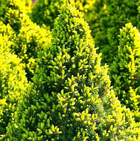 Саджанці ялини канадської Коніка Майголд (Picea glauca Conica Maigold) 3-річний