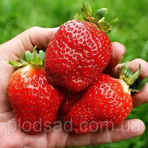 Полуниця Крапо 10, фото 1