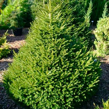 Саджанці Ялини східної (Picea orientalis)