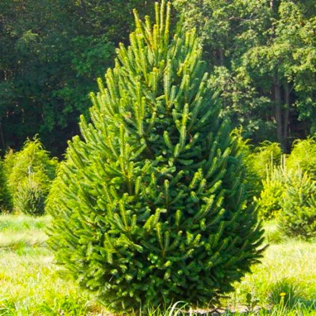 Саджанці Ялини канадської Денсата (Picea glauca Densata)