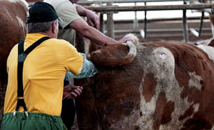 Ректальне дослідження