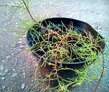 Тамарікс гіллястий, фото 3