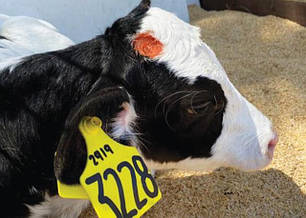 Обезрожування ВРХ