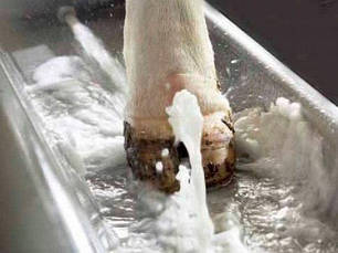 Догляд за копитним рогом