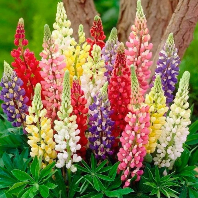 Люпин багаторічний суміш 3 г Яскрава, фото 1