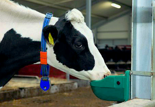 Поїлки для корів, биків, коней