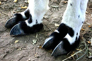 Обрізання копитець