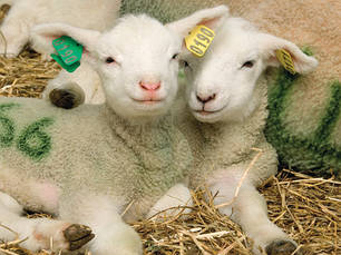 Ідентифікація кіз та овець