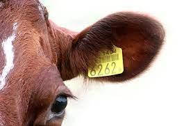 Бірки та біркувачі