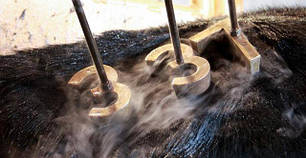 Таврування тварин