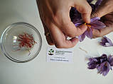 Шафран спеція (1 грам) вирощений в Україні натуральна пряність, фото 5