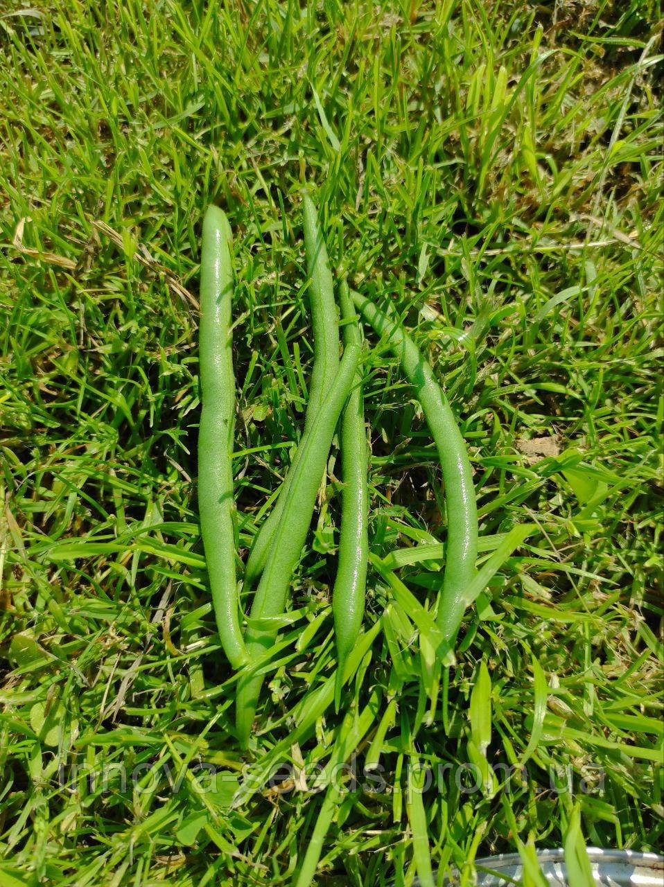 Семена спаржевой фасоли VERA, 10 семян - фото 3 - id-p2029599904